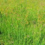 Field of Grasses