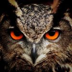 Owls Hooting Video