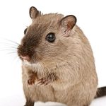 Get Rid of Rodents with Sound