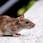 Get Rid of Rats Humanely